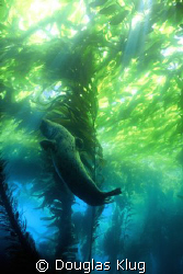 Sealdance.
One of my favorites, shot back in the late 90... by Douglas Klug 